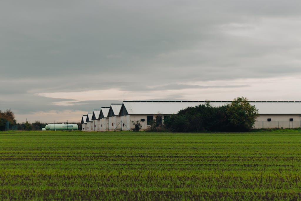 A rural poultry farm with green fields under a cloudy sky, showcasing agricultural buildings.